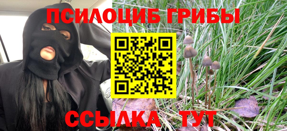 Новоалександровск  Псилоцибиновые грибы Cubensis  купить наркоту  Галлюциногенные грибы MAGIC MUSHROOMS  Вход с VPN 
